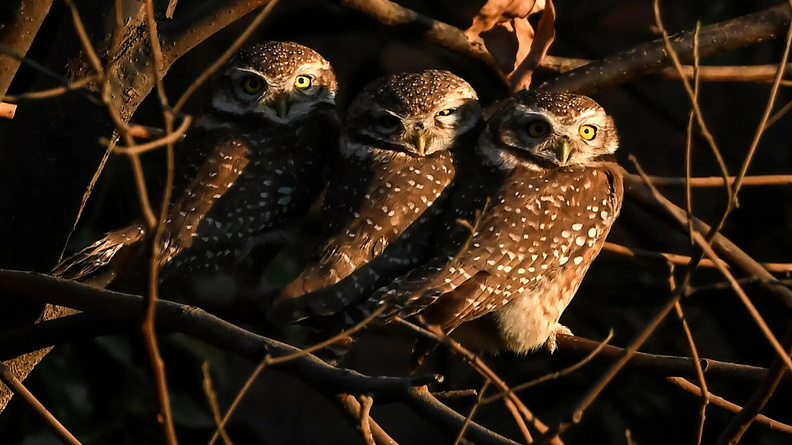 Owlets on a tree branch in Kathmandu, Nepal